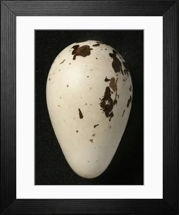 Framed Print : Pinguinus impennis, great auk Framed Print : Pinguinus impennis, great auk
