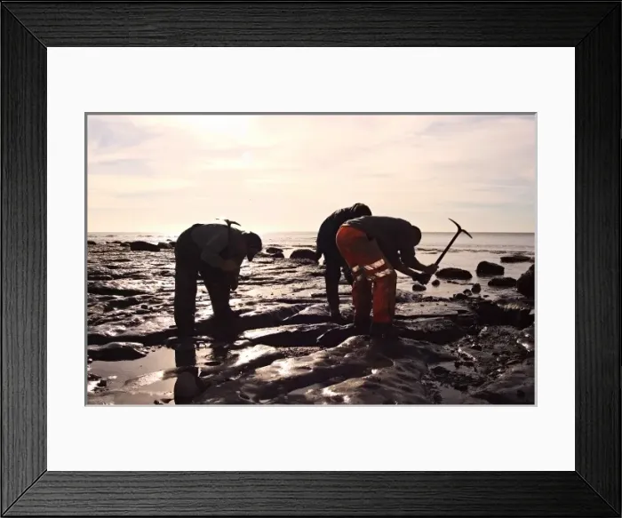 Framed Print : Excavating at Charmouth Framed Print : Excavating at Charmouth