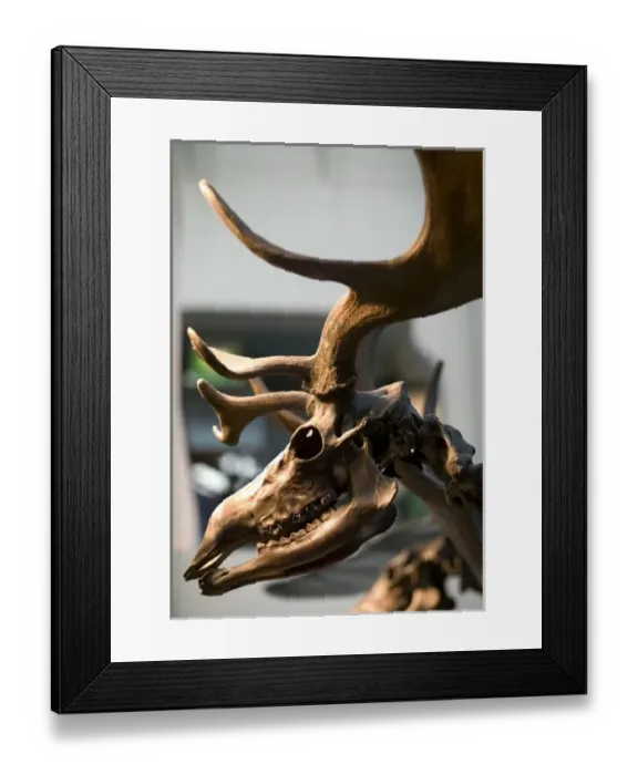 Framed Print : Megaceros giganteus, giant deer Framed Print : Megaceros giganteus, giant deer