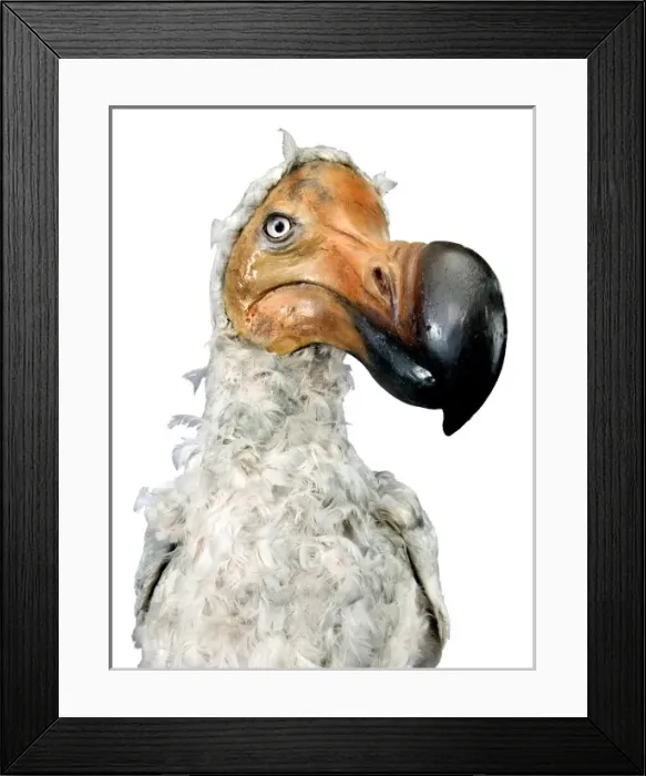 Framed Print : Raphus cucullatus, dodo Framed Print : Raphus cucullatus, dodo