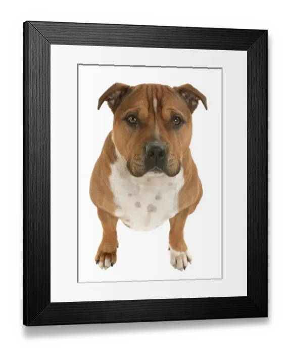 Framed Print : Staffordshire terrier Framed Print : Staffordshire terrier