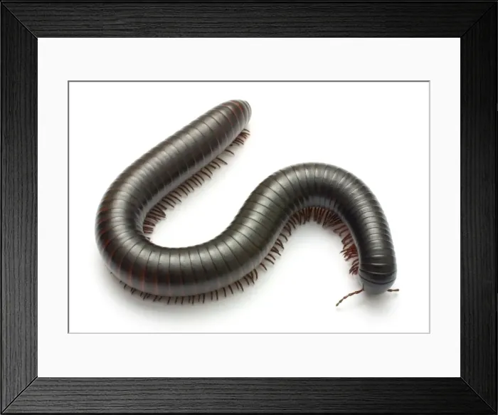 Framed Print : Archispirostreptus gigas, African giant black millipede Framed Print : Archispirostreptus gigas, African giant black millipede