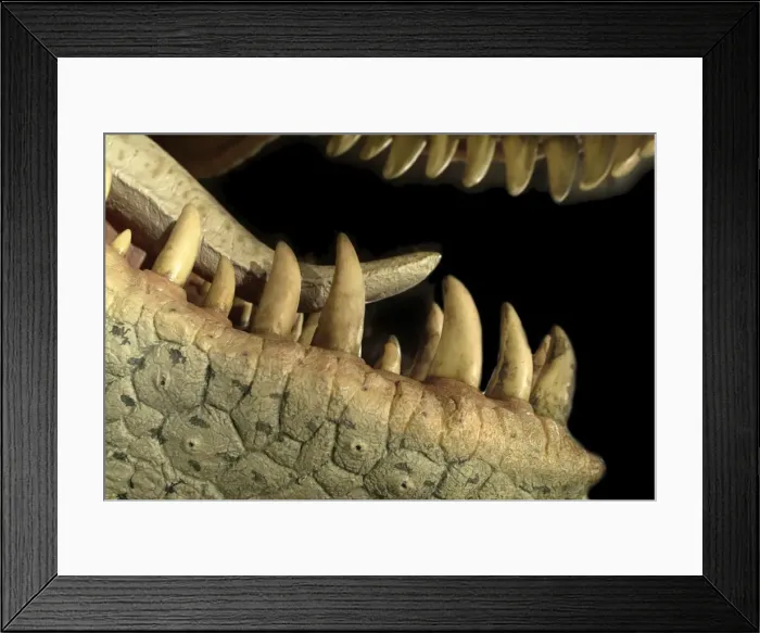 Framed Print : Tyrannosaurus rex Framed Print : Tyrannosaurus rex