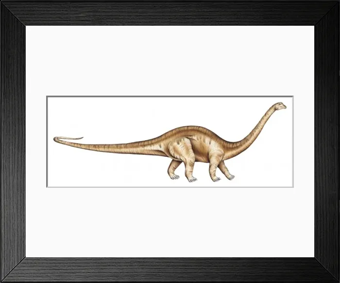 Framed Print : Diplodocus Framed Print : Diplodocus