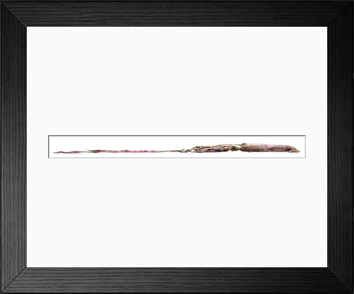 Framed Print : Architeutis dux, Giant Squid Framed Print : Architeutis dux, Giant Squid