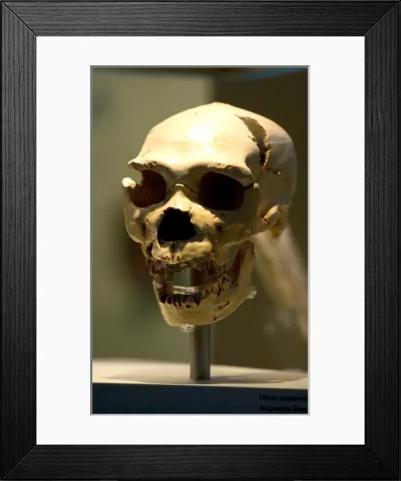Framed Print : Homo neanderthalensis, neanderthal man Framed Print : Homo neanderthalensis, neanderthal man