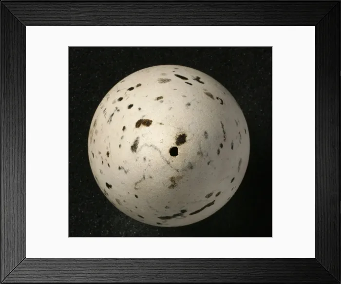 Framed Print : Pinguinus impennis, great auk Framed Print : Pinguinus impennis, great auk