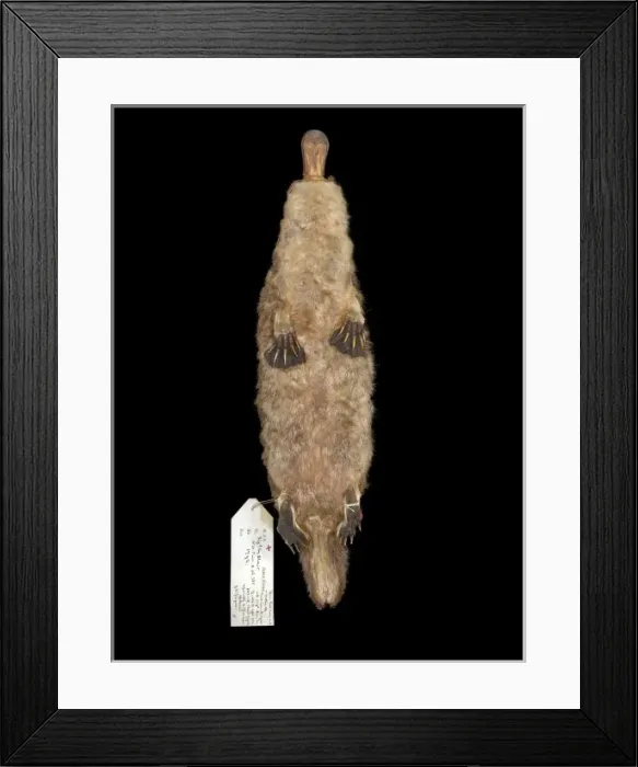 Framed Print : Ornithorhynchus anatinus, duck-billed platypus Framed Print : Ornithorhynchus anatinus, duck-billed platypus