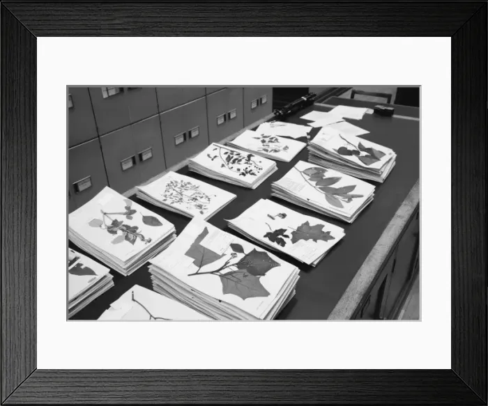 Framed Print : Herbarium sheets Framed Print : Herbarium sheets