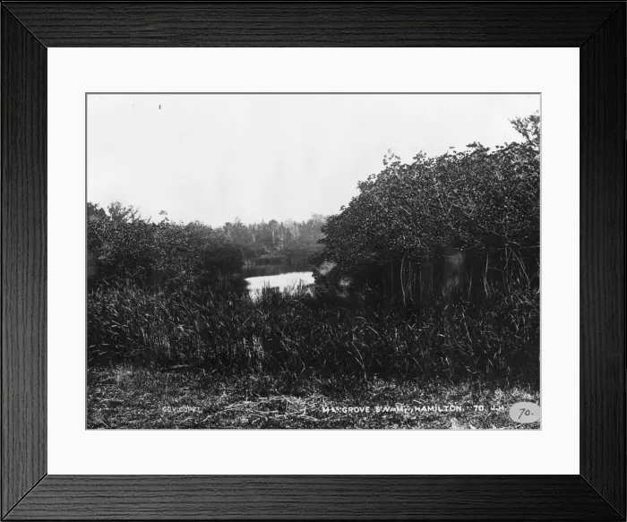 Framed Print : Mangrove swamp in Bermuda 1873 Framed Print : Mangrove swamp in Bermuda 1873