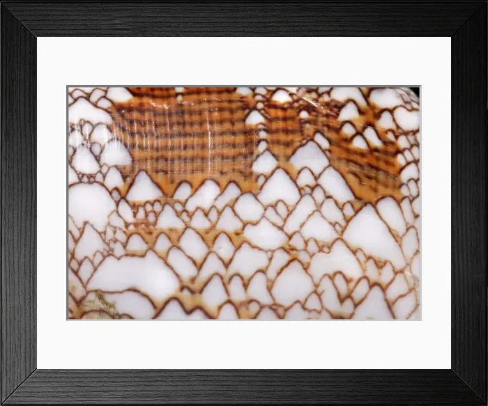 Framed Print : Conus textile, textile cone Framed Print : Conus textile, textile cone