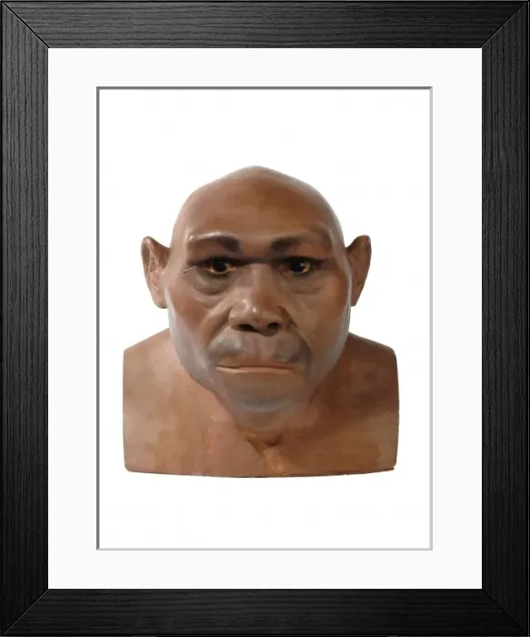 Framed Print : Homo erectus, Java man Framed Print : Homo erectus, Java man