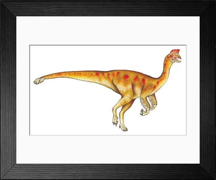Framed Print : Oviraptor. This dinosaur is belived to have been an egg thief Framed Print : Oviraptor. This dinosaur is belived to have been an egg thief