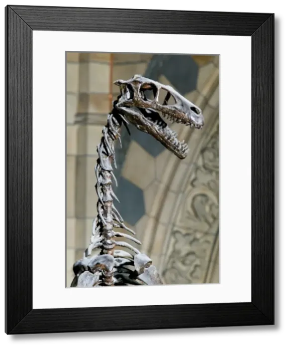 Framed Print : Dromaeosaurus albertensis Framed Print : Dromaeosaurus albertensis