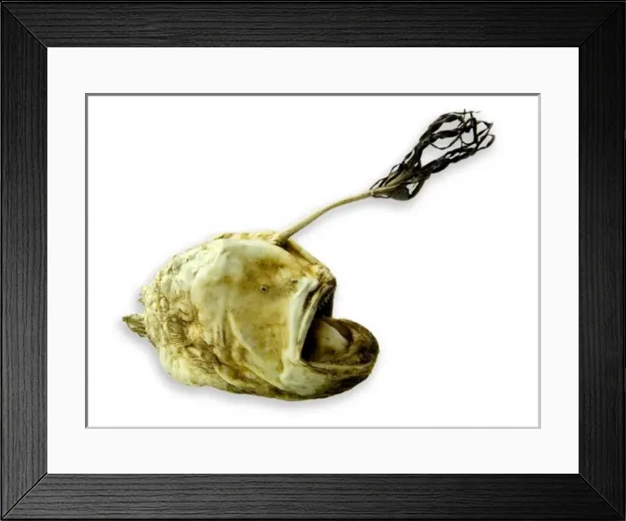 Framed Print : Himantolophus groenlandicus, football fish Framed Print : Himantolophus groenlandicus, football fish