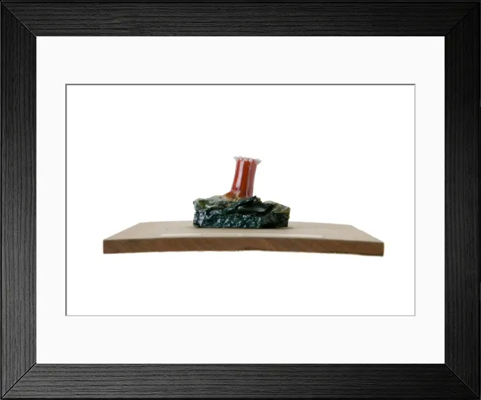 Framed Print : Sagartia coccinea, sea anemone Framed Print : Sagartia coccinea, sea anemone