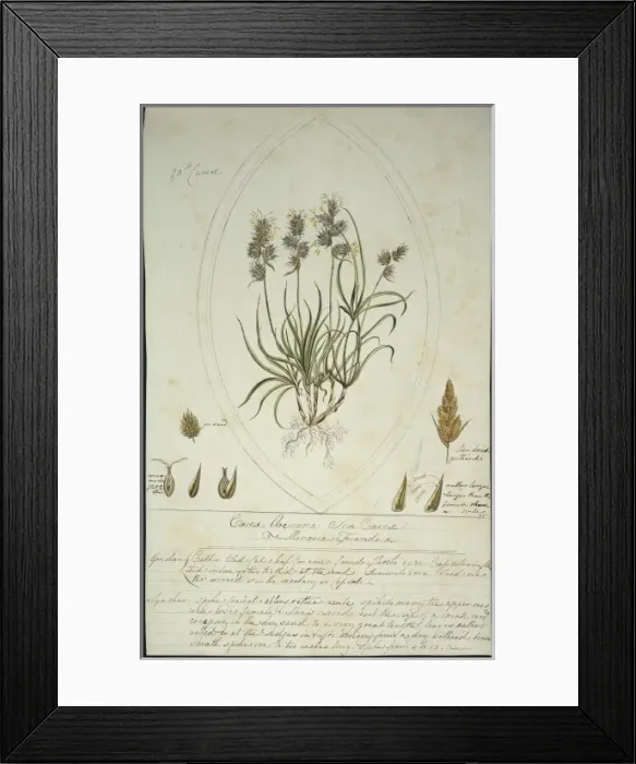 Framed Print : Carex arenaria, sand sedge Framed Print : Carex arenaria, sand sedge