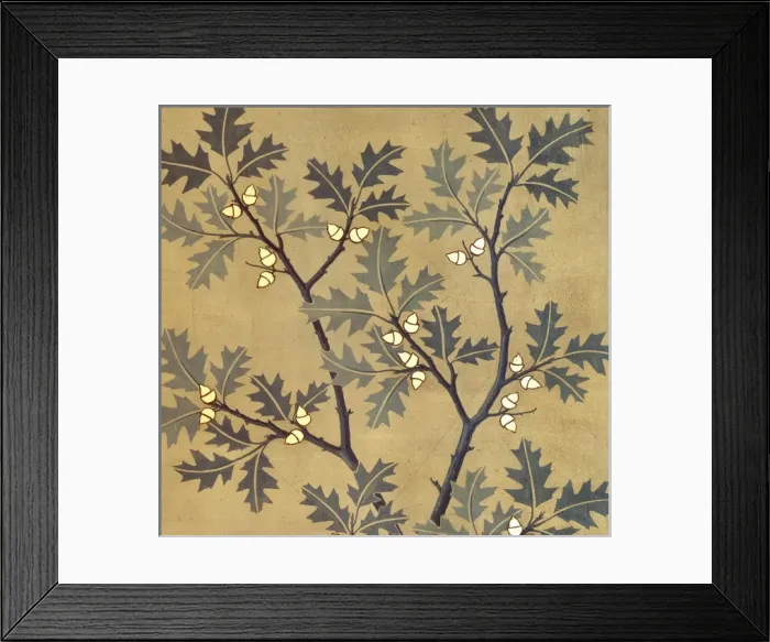 Framed Print : Quercus tinctoria, black oak Framed Print : Quercus tinctoria, black oak
