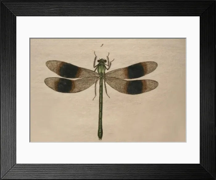 Framed Print : Calopteryx splendens, banded demoiselle Framed Print : Calopteryx splendens, banded demoiselle