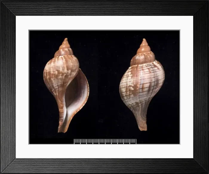 Framed Print : Fasciolaria tulipa, true tulip Framed Print : Fasciolaria tulipa, true tulip