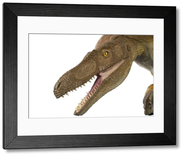 Framed Print : Velociraptor Framed Print : Velociraptor