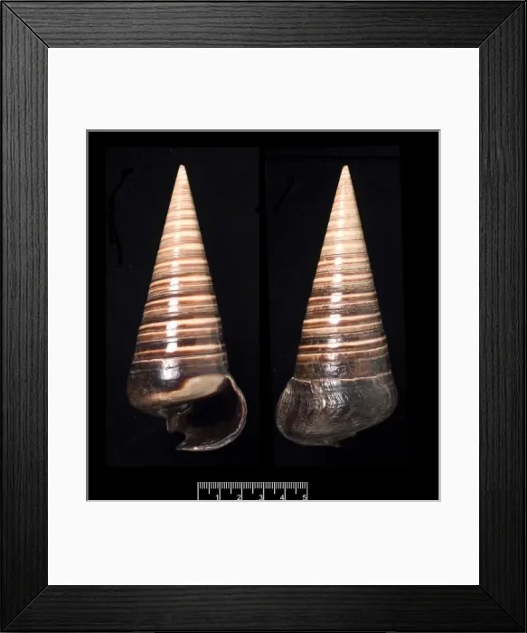Framed Print : Telescopium telescopium, telescope shell Framed Print : Telescopium telescopium, telescope shell