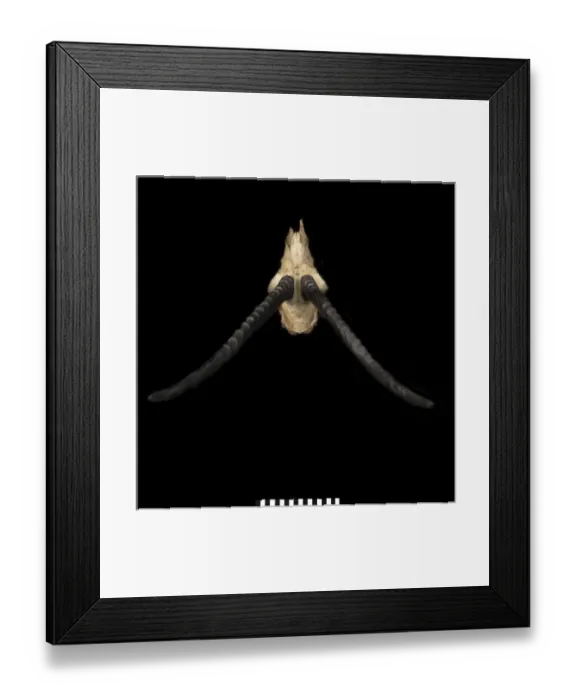 Framed Print : Pantholops hodgsonii (Tibetan antelope or chiru) Framed Print : Pantholops hodgsonii (Tibetan antelope or chiru)