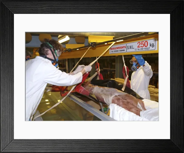 Framed Print : Architeutis dux, giant squid Framed Print : Architeutis dux, giant squid