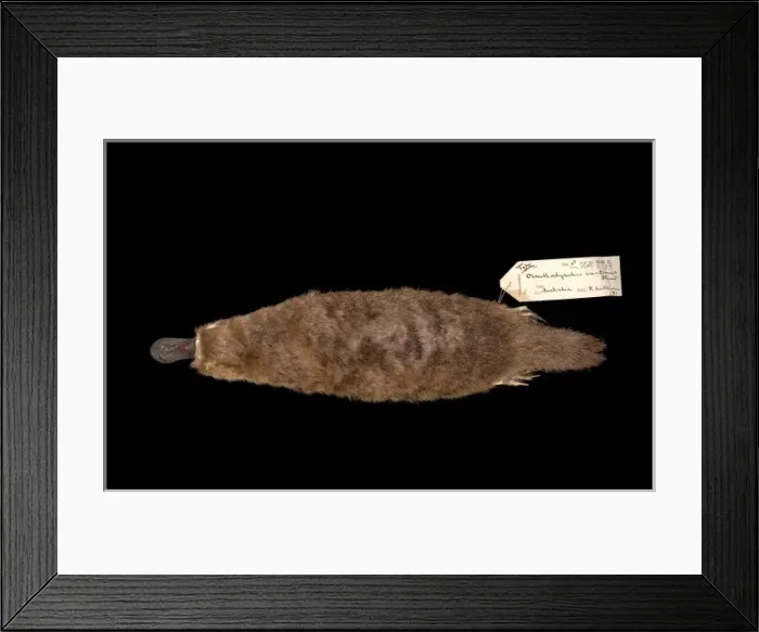Framed Print : Ornithorhynchus anatinus, duck-billed platypus Framed Print : Ornithorhynchus anatinus, duck-billed platypus
