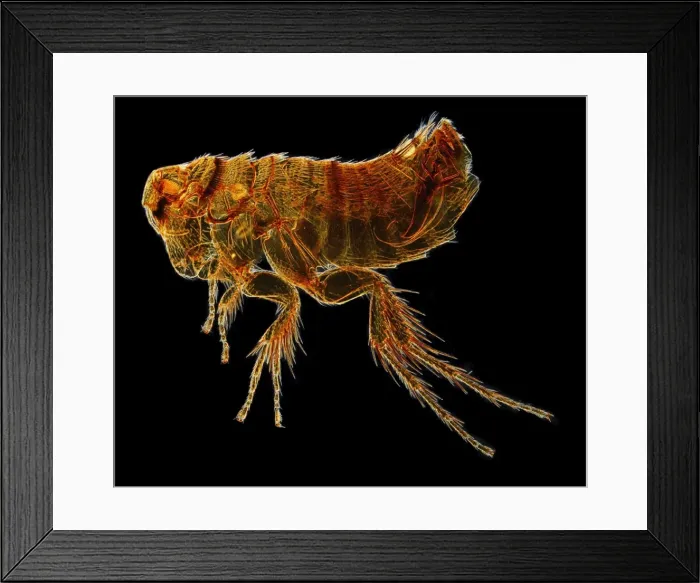 Framed Print : Hystrichopsylla talpae talpae, mole flea Framed Print : Hystrichopsylla talpae talpae, mole flea