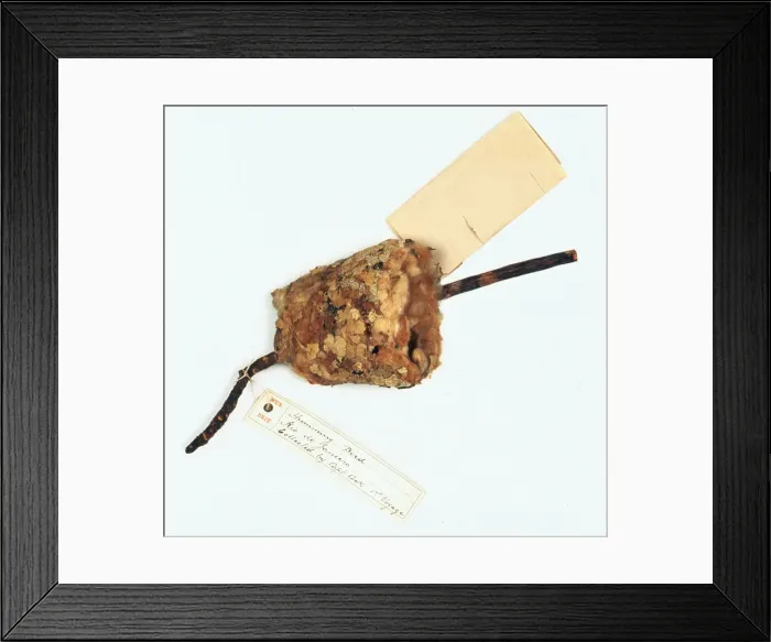 Framed Print : Chlorostilbon aureoventris, glittering-bellied emerald hummi Framed Print : Chlorostilbon aureoventris, glittering-bellied emerald hummi