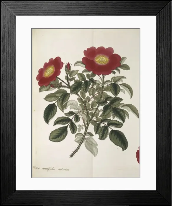 Framed Print : Rosa centifolia, cabbage rose Framed Print : Rosa centifolia, cabbage rose