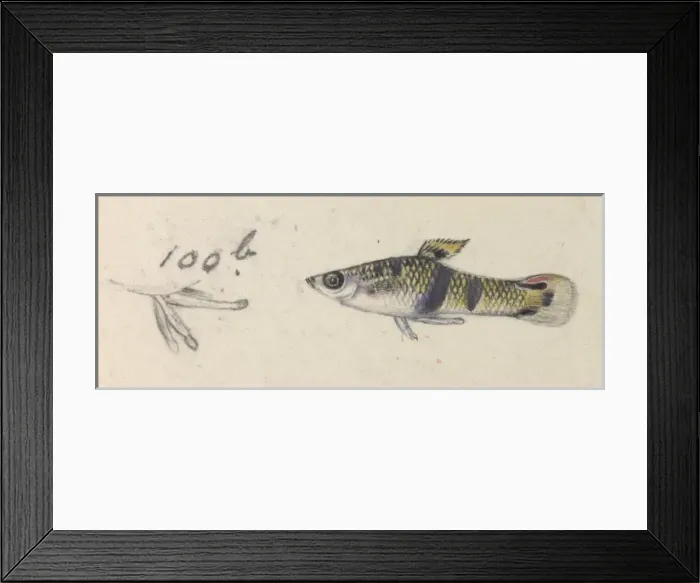 Framed Print : Poeciliidae sp. Guppy