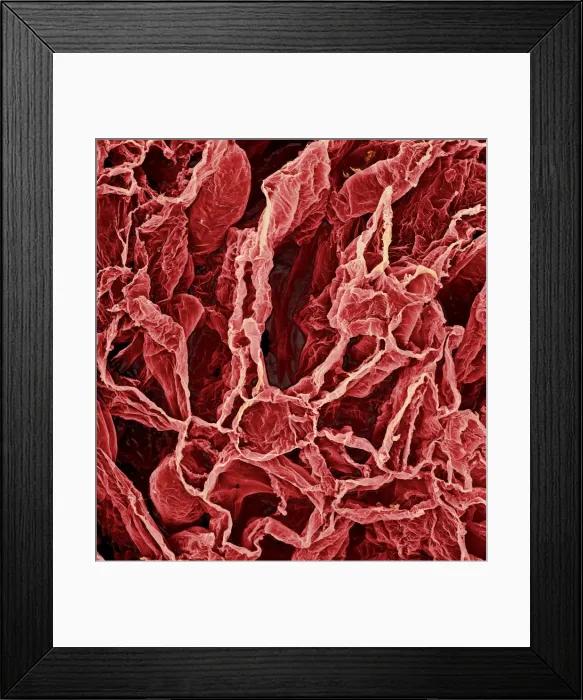 Framed Print : Fragaria sp. strawberry Framed Print : Fragaria sp. strawberry