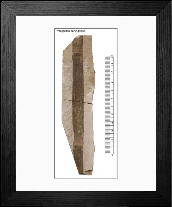 Framed Print : Phragmites oeningensis Framed Print : Phragmites oeningensis
