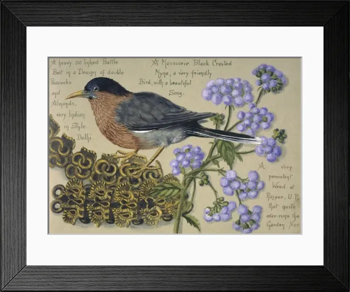 Framed Print : Watercolour of a bird by Olivia Fanny Tonge Framed Print : Watercolour of a bird by Olivia Fanny Tonge