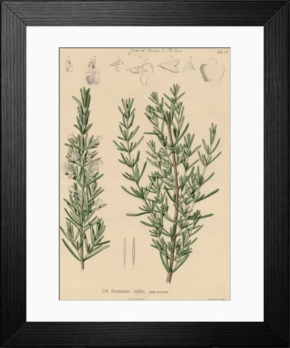 Framed Print : Rosmarinus rigidus, rosemary Framed Print : Rosmarinus rigidus, rosemary
