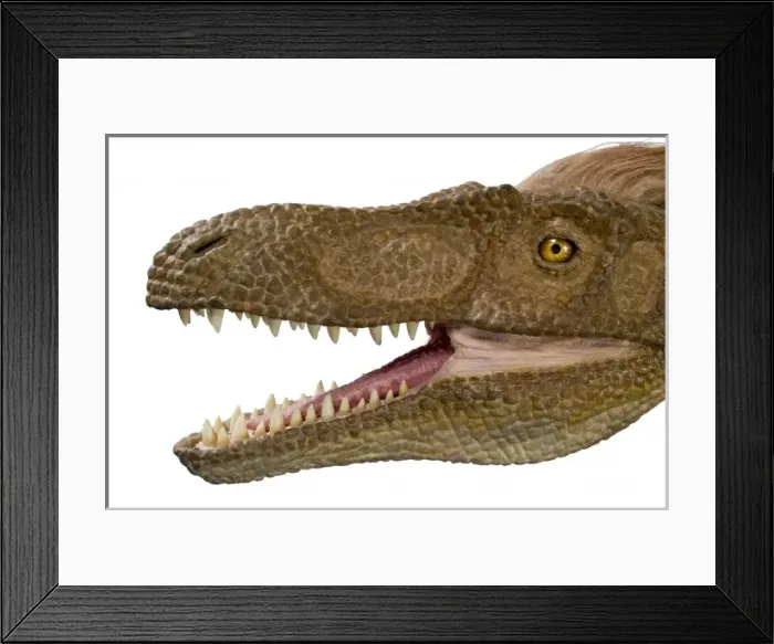 Framed Print : Velociraptor Framed Print : Velociraptor