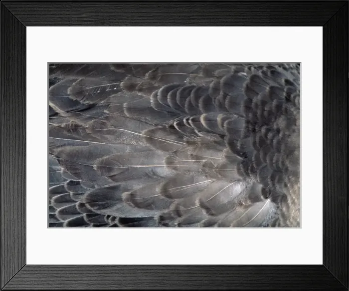 Framed Print : Anser anser, greylag goose Framed Print : Anser anser, greylag goose