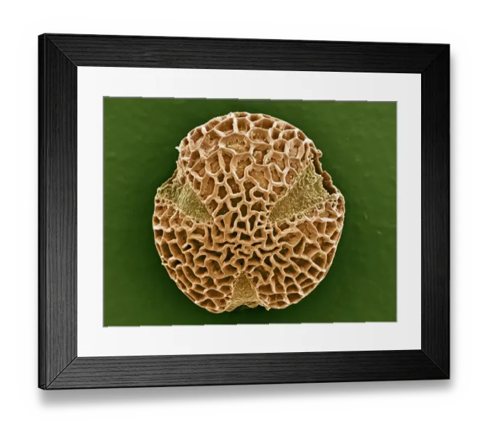 Framed Print : Leptoglossis ferreyraei Framed Print : Leptoglossis ferreyraei