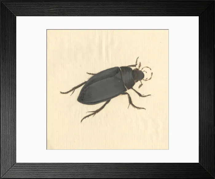 Framed Print : Hydrophilus piceus, great silver water beetle Framed Print : Hydrophilus piceus, great silver water beetle