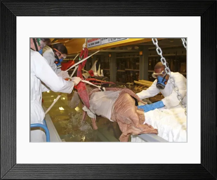 Framed Print : Architeutis dux, giant squid Framed Print : Architeutis dux, giant squid
