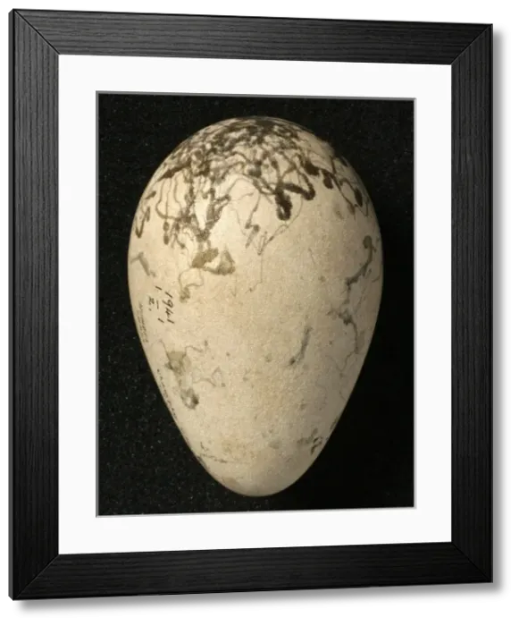 Framed Print : Pinguinus impennis, great auk Framed Print : Pinguinus impennis, great auk