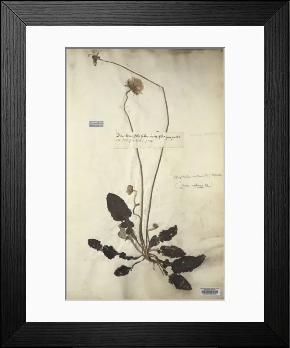 Framed Print : Chaptalia nutans, silverpuff Framed Print : Chaptalia nutans, silverpuff