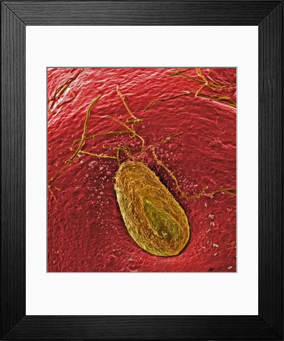 Framed Print : Fragaria sp. strawberry Framed Print : Fragaria sp. strawberry