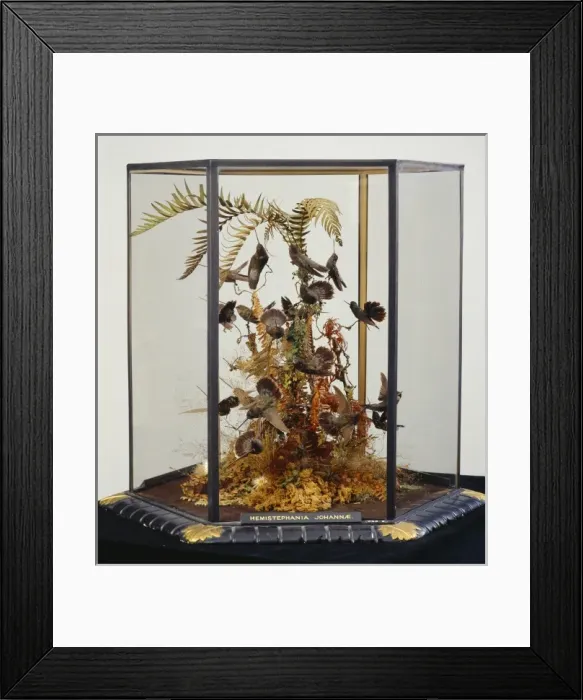 Framed Print : John Goulds hummingbird cases Framed Print : John Goulds hummingbird cases