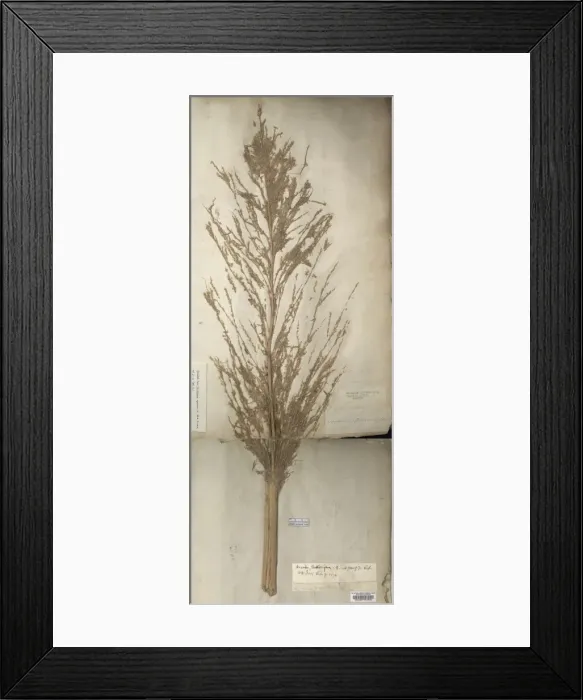 Framed Print : Saccharum officinarum, sugarcane Framed Print : Saccharum officinarum, sugarcane