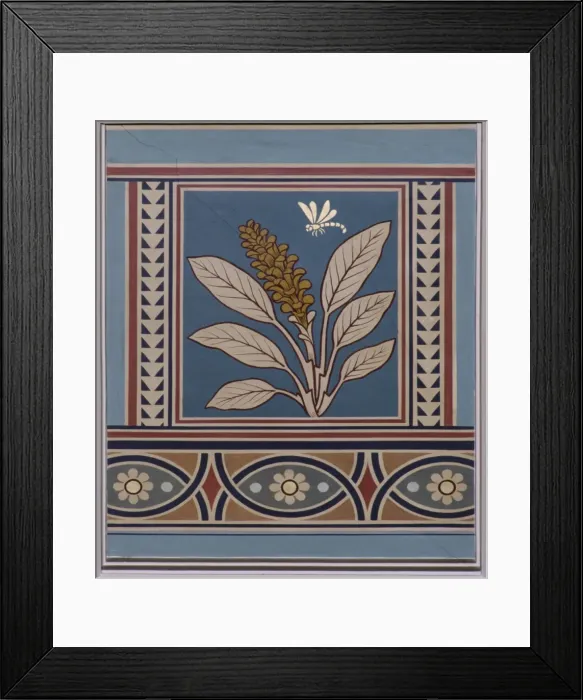 Framed Print : Curcuma sp. turmeric Framed Print : Curcuma sp. turmeric