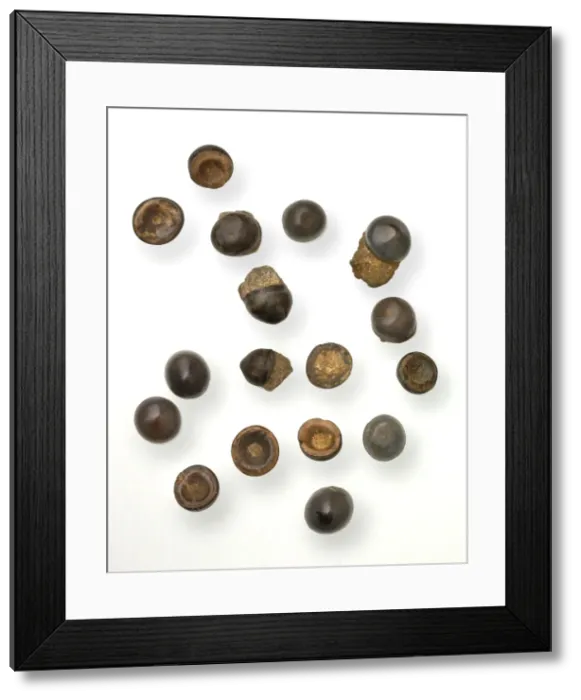 Framed Print : Toad Stones or fish teeth Framed Print : Toad Stones or fish teeth