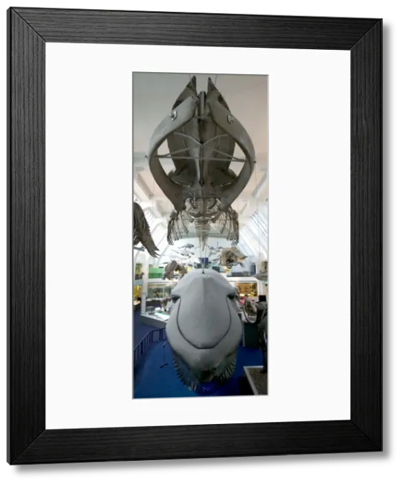 Framed Print : Balaenoptera musculus, blue whale Framed Print : Balaenoptera musculus, blue whale